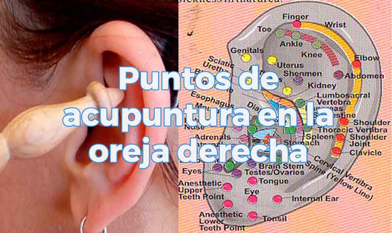 Puntos de acupuntura en la oreja derecha